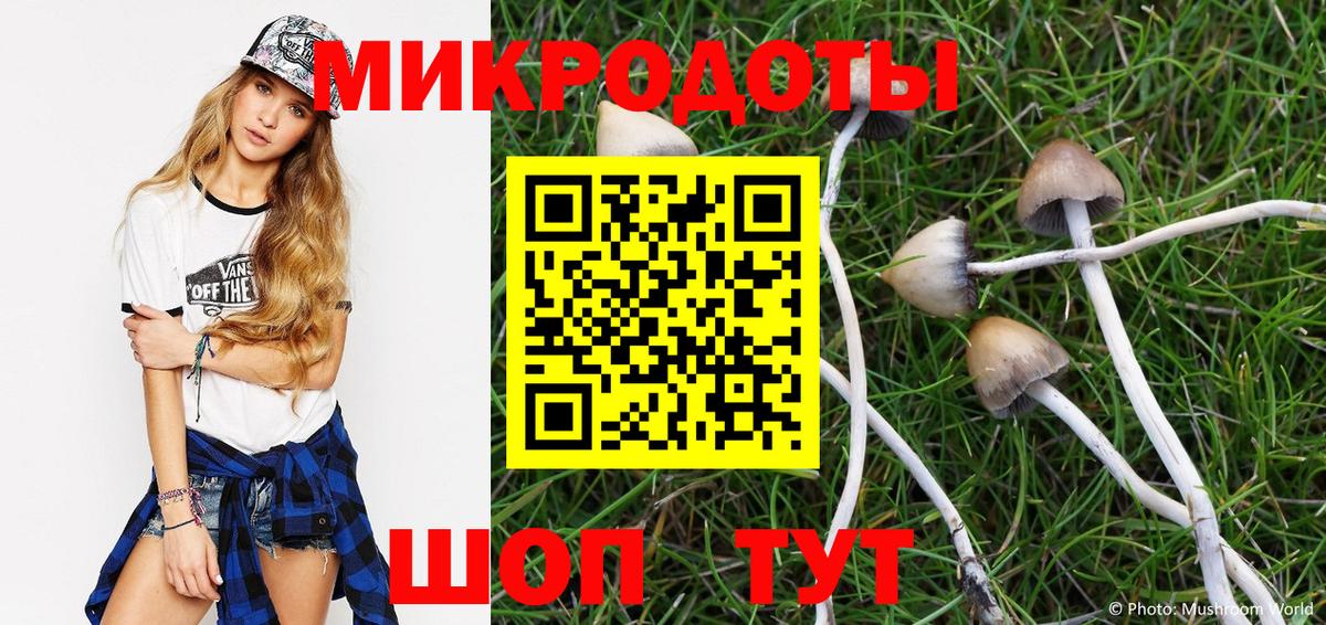 Псилоцибиновые грибы Psilocybe Всеволожск